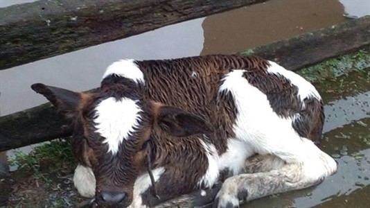 Pequeños productores perdieron gran parte de sus animales por las lluvias.