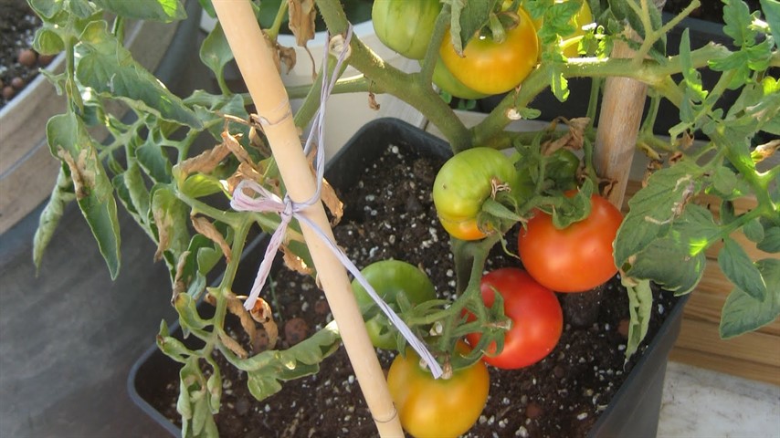 Los tomates y la albahaca se llevan bien juntos.