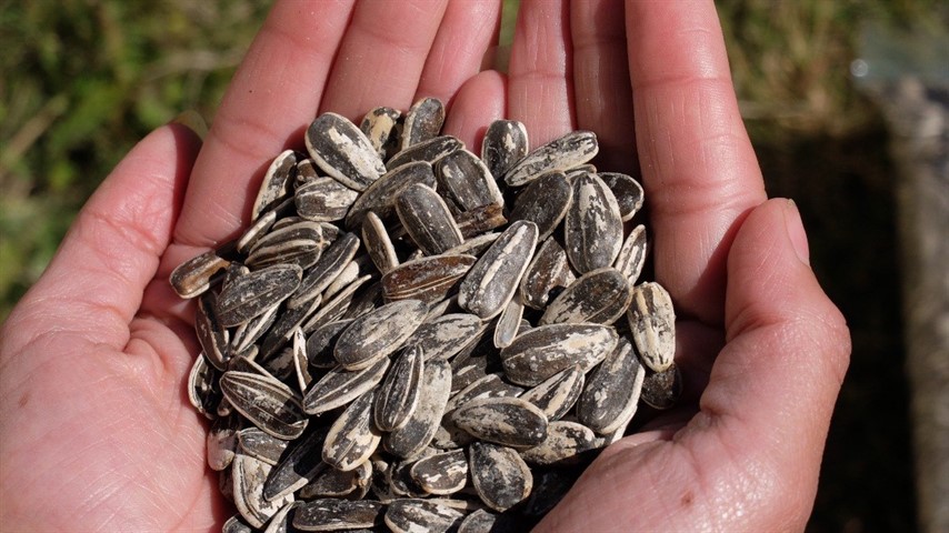 Hoy los productores pueden usar sus semillas para volver a producir. 