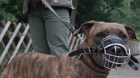 En Resistencia se dispusó por ley que solo se podrá pasear un perro de estas característica a la vez.