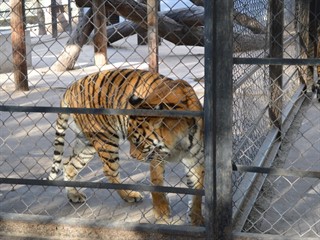 Nueve tigres sufrían maltrato en un circo y fueron rescatados en 2015. Foto: Primera Línea.