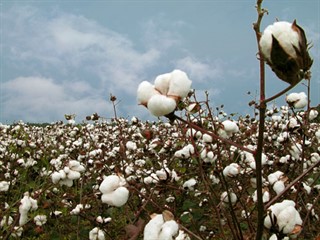 Se perdió el algodón, por uso de pesticidas. 