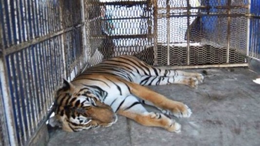 Los tigres permanecen en el Zoológico de Sáenz Peña. 