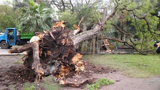 "El árbol de la Plaza 25 de Mayo es añoso y ya estaba registrado como peligroso", informó Casas.